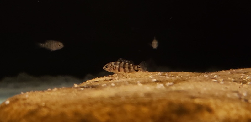 Protomelas sp. 'johnstoni solo'